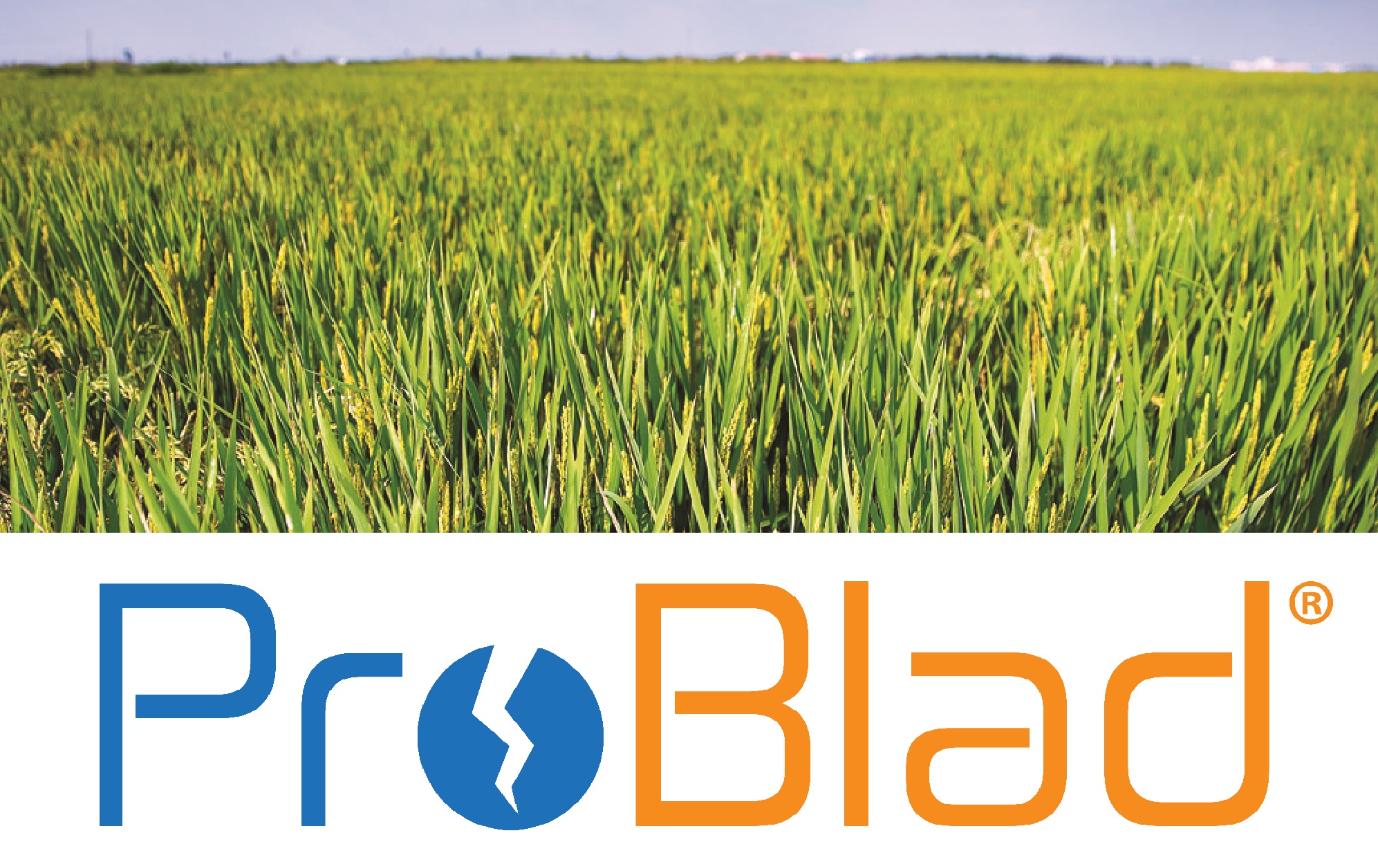 Loyant® novo herbicida da Corteva™ Agriscience para a cultura do arroz obtém autorização excecional para a campanha de 2020