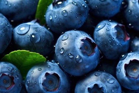 Manual de Boas Práticas da Cultura do Mirtilo