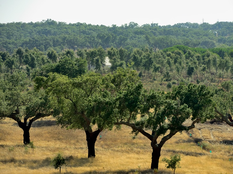 Grândola recebe Formação sobre a Sanidade no Montado