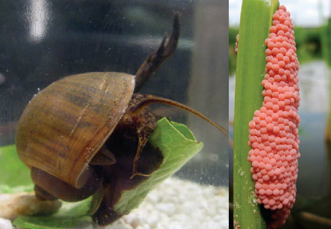 Caracol do género Pomacea na cultura do arroz