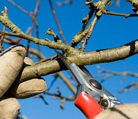 Formação - Divulgação