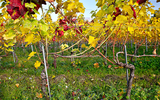 Flavescência dourada da videira
