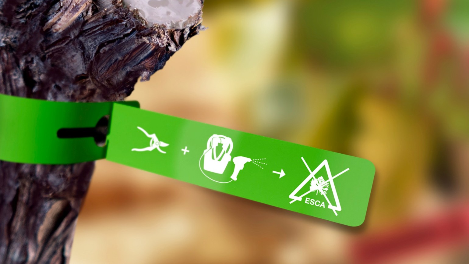 Sistema Tessior® BASF – Rumo ao Futuro