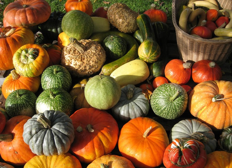 Magos Irrigation Systems organiza “Simpósio Melão e Abóbora” em Ferreira do Alentejo