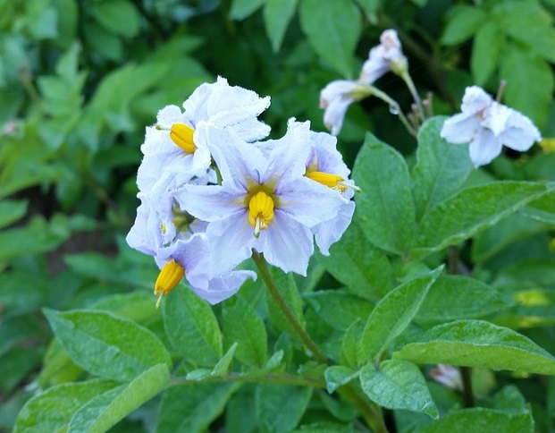 Plano de Ação Nacional para o Uso Sustentável dos Produtos Fitofarmacêuticos