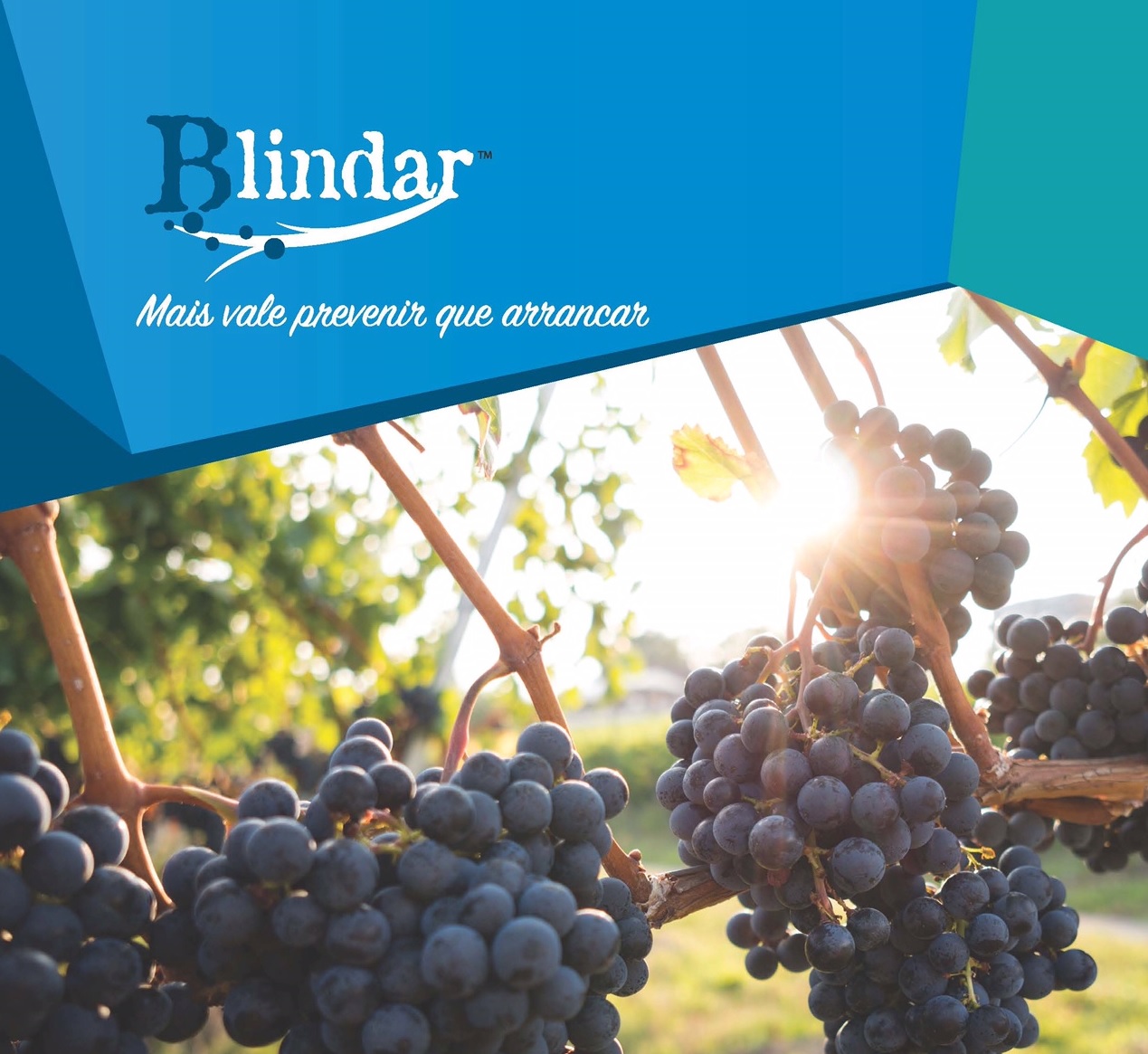Lusosem lança Blindar - novo fungicida para controlo das Doenças do Lenho da Videira e de fungos de solo em culturas hortícolas, frutei