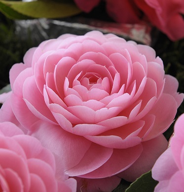 Exposições de Camélias em 2018