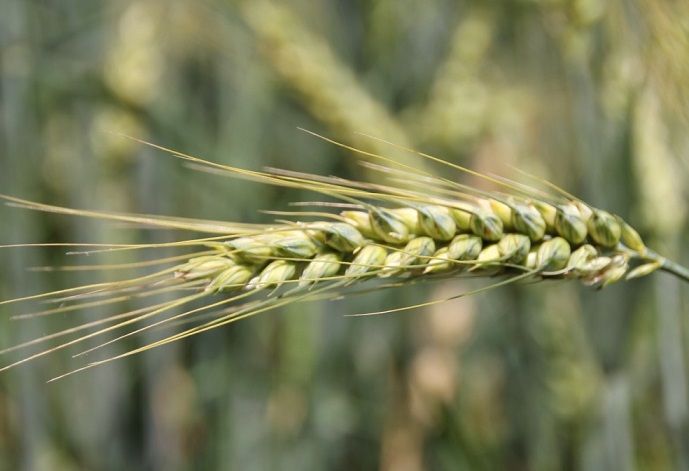 Formação técnica de produção de cereais de Outono/Inverno em Elvas e Beja