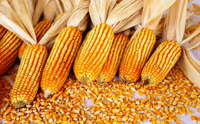 Pordata Portugal passa a incluir informação sobre Agricultura e Pescas