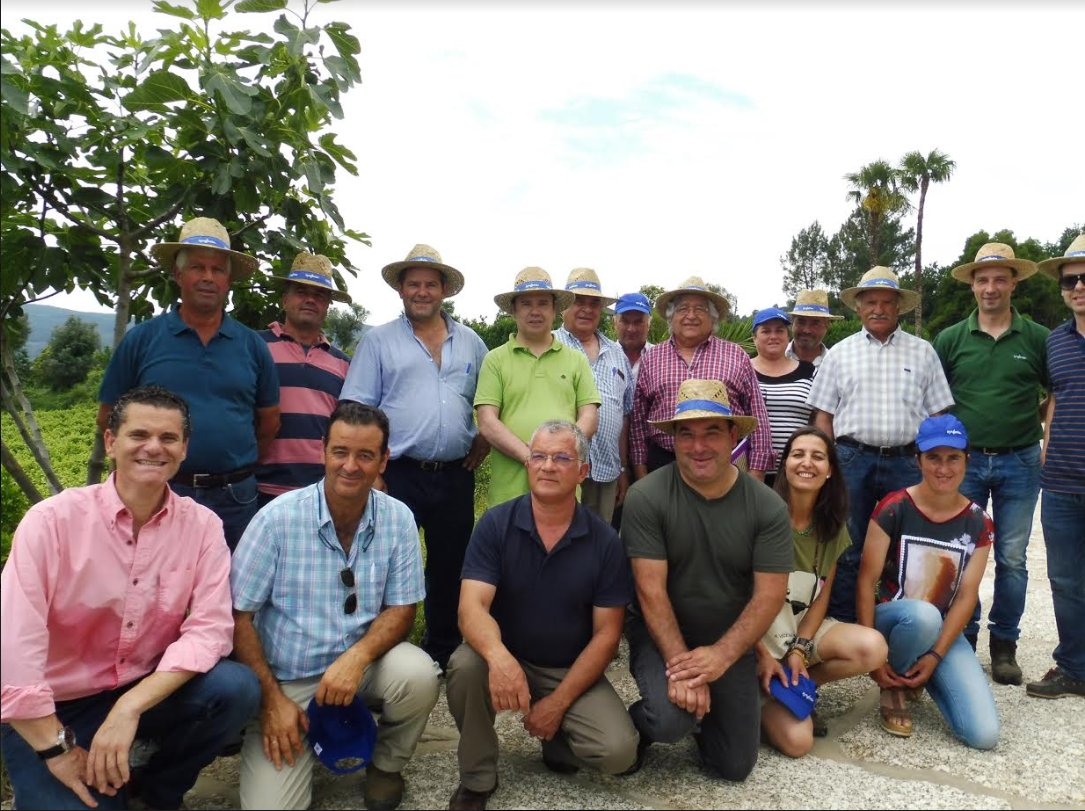 Syngenta organiza dia de campo na vinha