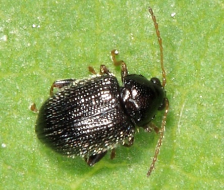 Atualização do folheto informativo sobre Epitrix em batateira