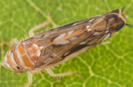 Flavescência dourada da videira