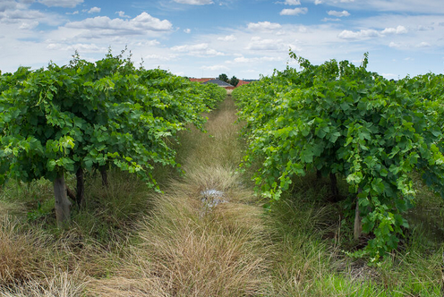 Glifosato com uso autorizado até 2023