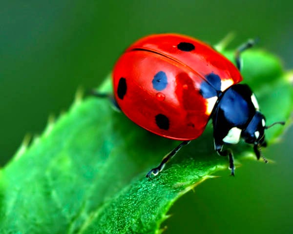 Seminário sobre o Controlo biológico e técnicas alternativas de proteção das culturas