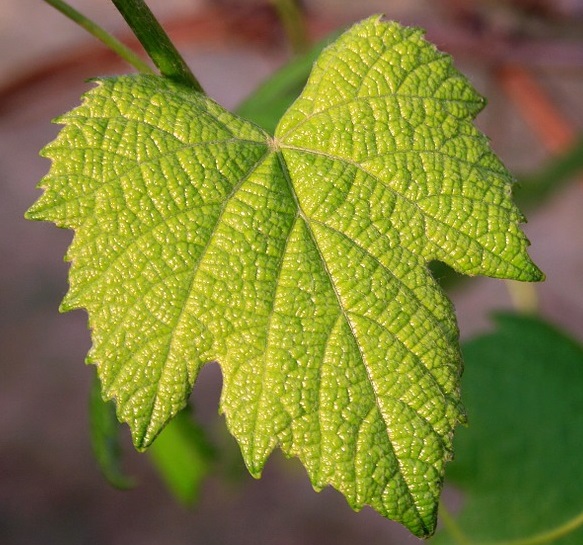 A análise foliar e a fertilização racional das culturas arbóreas e arbustivas
