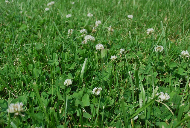 Papel dos microrganismos do solo na recuperação de solos degradados
