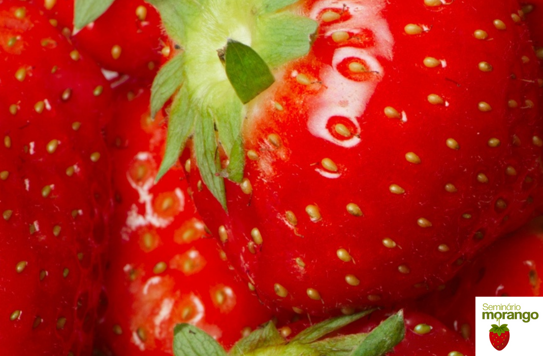Seminário Morango em Janeiro de 2022