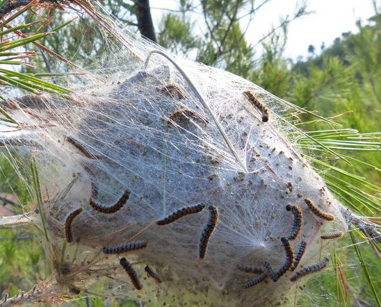 Descoberto fungo capaz de combater a processionária do pinheiro