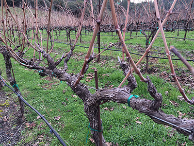 Circular Nº 1/2018 da Estação de Avisos do Douro