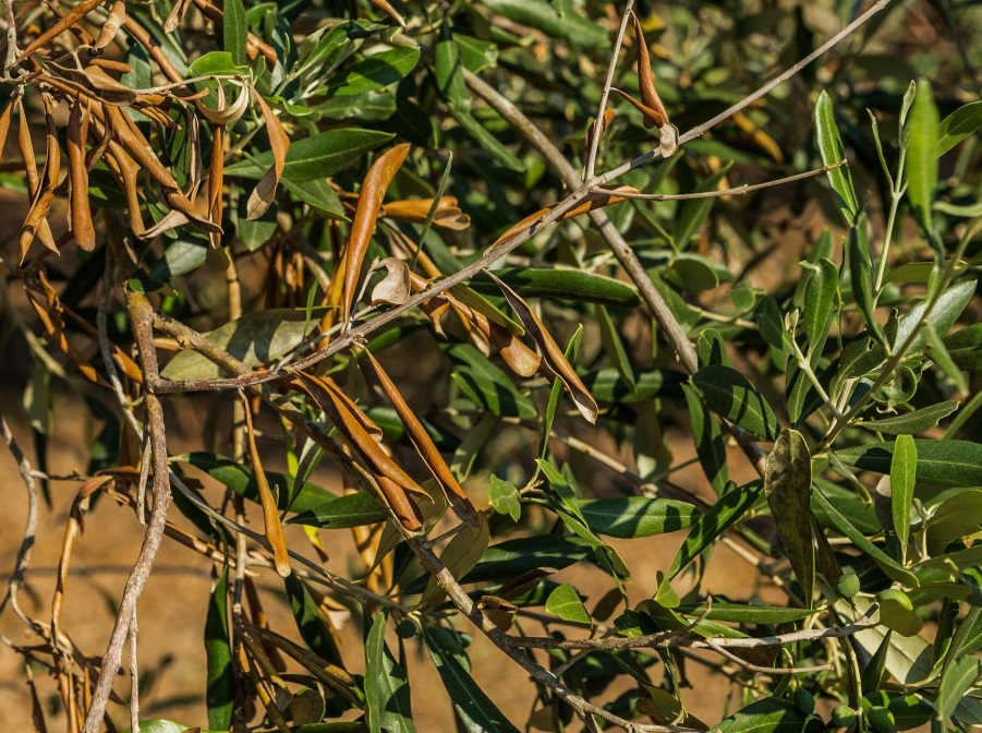 Xylella fastidiosa detetada na região de Madrid